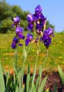 The German Bearded Iris Iris Ãâ germanica, also known as the Knight`s Bearded Iris, Blue Bearded Iris and True Bearded Iris